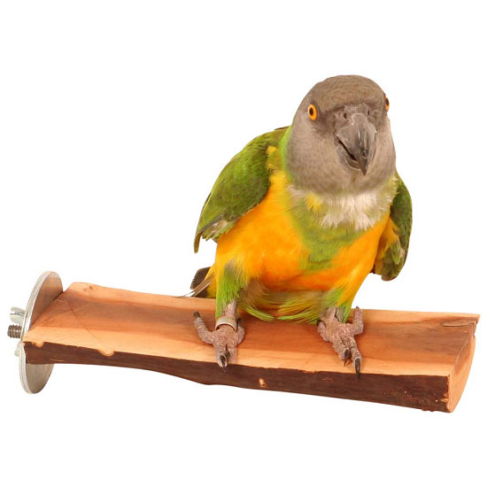 The Best Type of Perches for Pet Birds